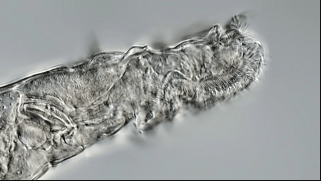 Tin vui bất ngờ: C&aacute;c nh&agrave; khoa học hồi sinh th&agrave;nh c&ocirc;ng sinh vật 24.000 năm tuổi từ băng vĩnh cửu- Ảnh 3.