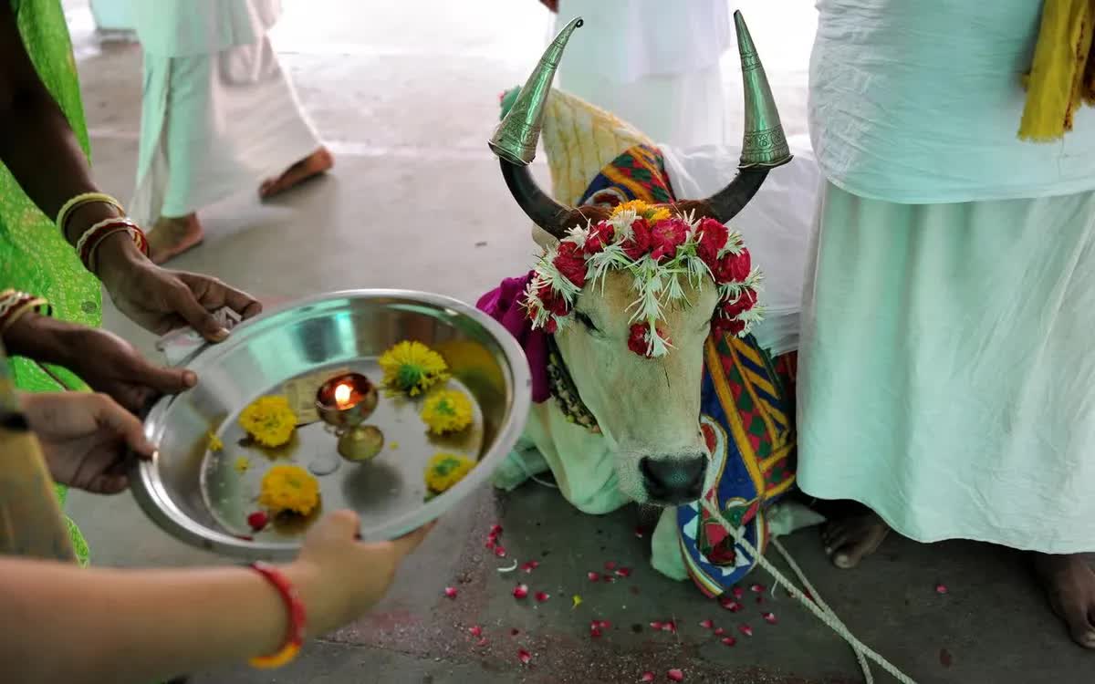 T&iacute;n đồ Hindu thực hiện nghi lễ b&ecirc;n &ldquo;b&ograve; thi&ecirc;ng&rdquo; tại đền Jagannath ở Ahmedabad. (Ảnh: AFP/Getty)