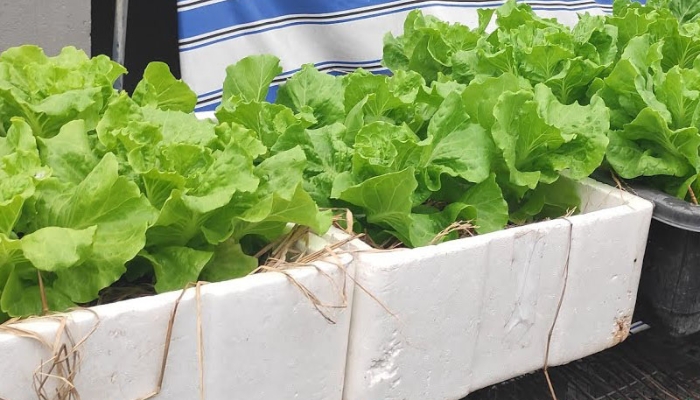 Lời khuy&ecirc;n tới c&aacute;c gia đ&igrave;nh đang tự trồng x&agrave; l&aacute;ch- Ảnh 2.