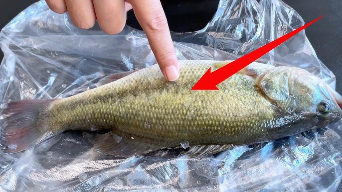 Mẹo đ&aacute;nh vảy c&aacute;: Kh&ocirc;ng cần dao hay đồ b&agrave;o, chỉ d&ugrave;ng 1 "phế liệu" nhỏ l&agrave; đ&atilde; sạch sẽ, kh&ocirc;ng lo đứt tay, vảy c&aacute; kh&ocirc;ng văng tung t&oacute;e- Ảnh 9.