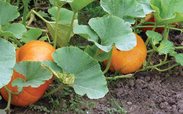 Lời khuy&ecirc;n cho c&aacute;c gia đ&igrave;nh hay ăn đậu phụ - Ảnh 2.