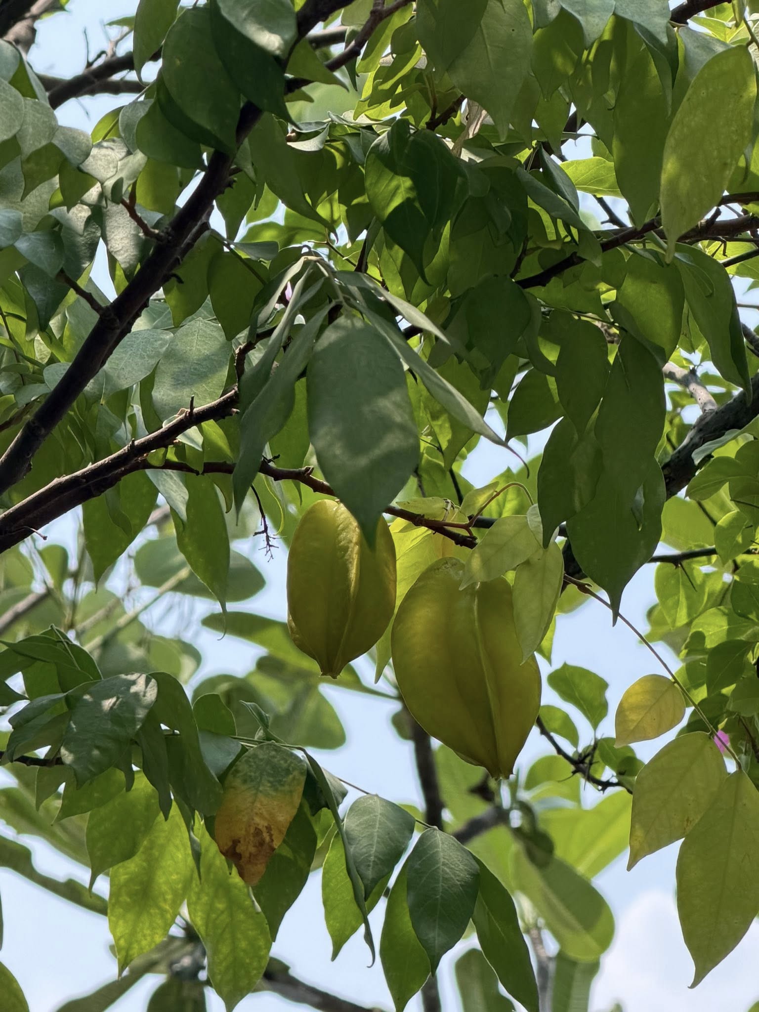 Khu vườn tr&ecirc;n penthouse tầng 36, ngắm trọn Landmark 81: "Ph&uacute; b&agrave;" thu đẫm tr&aacute;i ngọt hoa thơm- Ảnh 8.