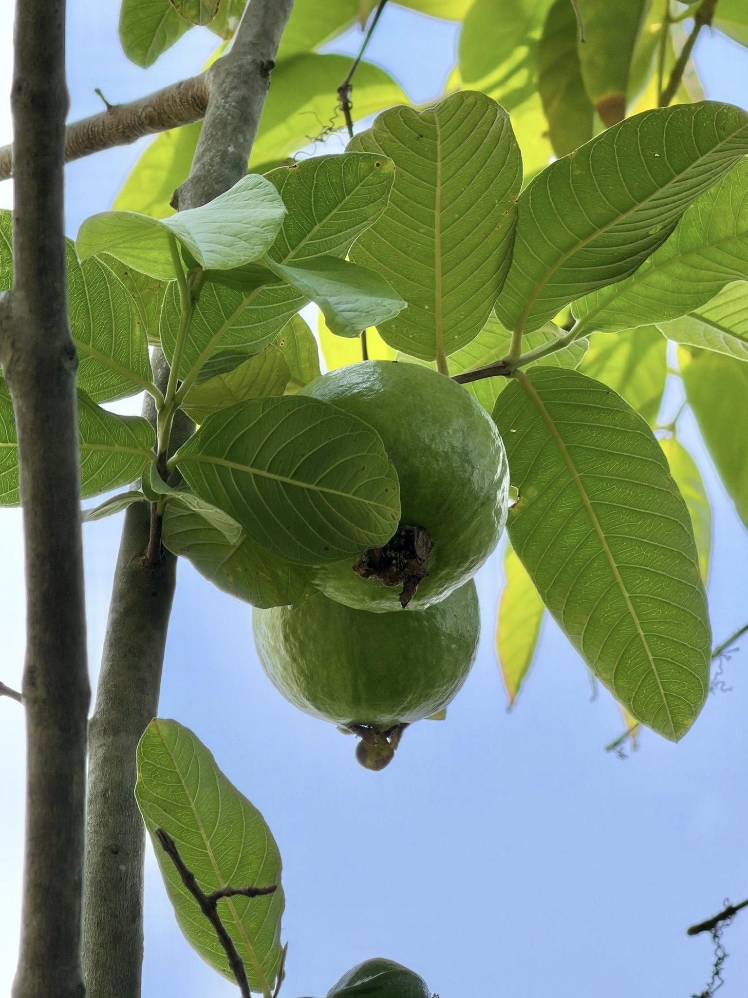Khu vườn tr&ecirc;n penthouse tầng 36, ngắm trọn Landmark 81: "Ph&uacute; b&agrave;" thu đẫm tr&aacute;i ngọt hoa thơm- Ảnh 7.