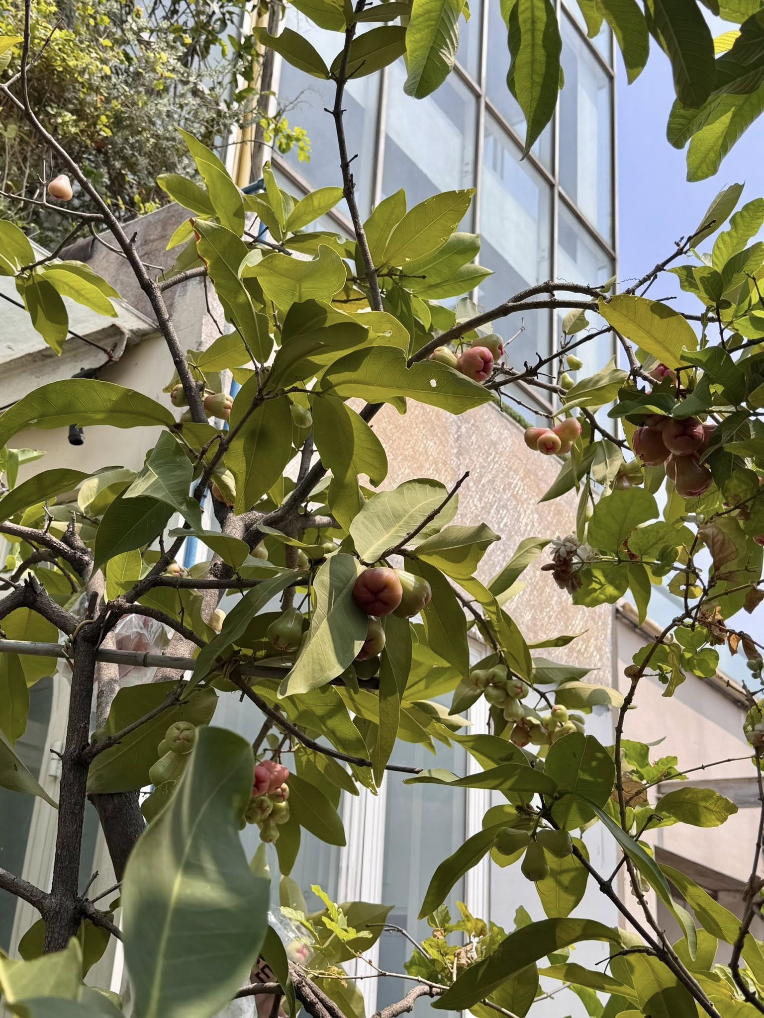 Khu vườn tr&ecirc;n penthouse tầng 36, ngắm trọn Landmark 81: "Ph&uacute; b&agrave;" thu đẫm tr&aacute;i ngọt hoa thơm- Ảnh 5.