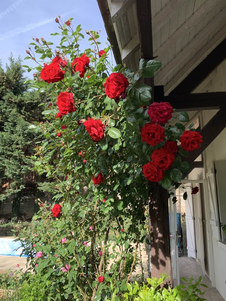 Nữ NSƯT biến mất khỏi showbiz Việt 20 năm giờ sống trong biệt thự 4.000m2, hoa ngập lối đẹp như cổ t&iacute;ch- Ảnh 8.