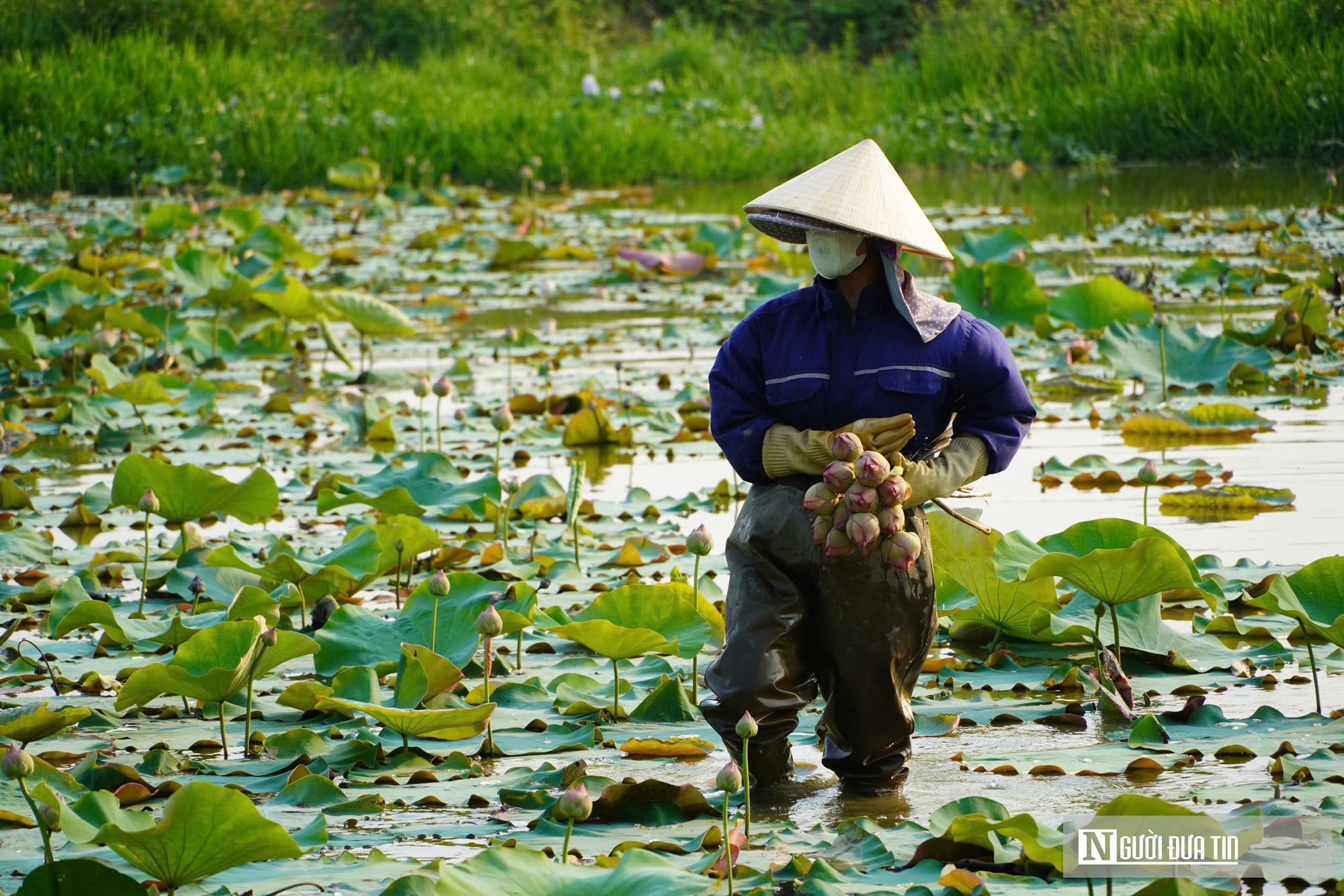 Trồng c&acirc;y &ldquo;nở l&agrave; h&aacute;i ra tiền&rdquo;, cặp vợ chồng ở Nghệ An thu tiền triệu mỗi ng&agrave;y- Ảnh 2.