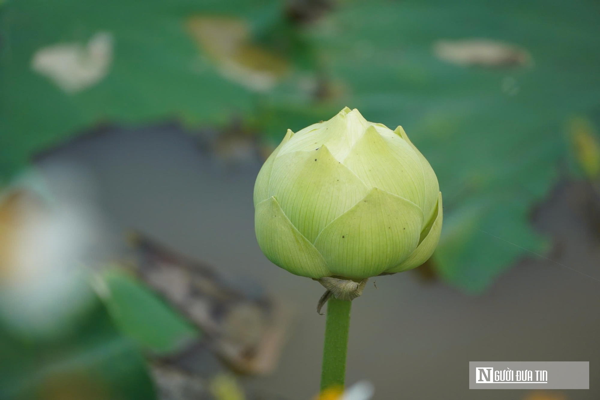 Trồng c&acirc;y &ldquo;nở l&agrave; h&aacute;i ra tiền&rdquo;, cặp vợ chồng ở Nghệ An thu tiền triệu mỗi ng&agrave;y- Ảnh 3.