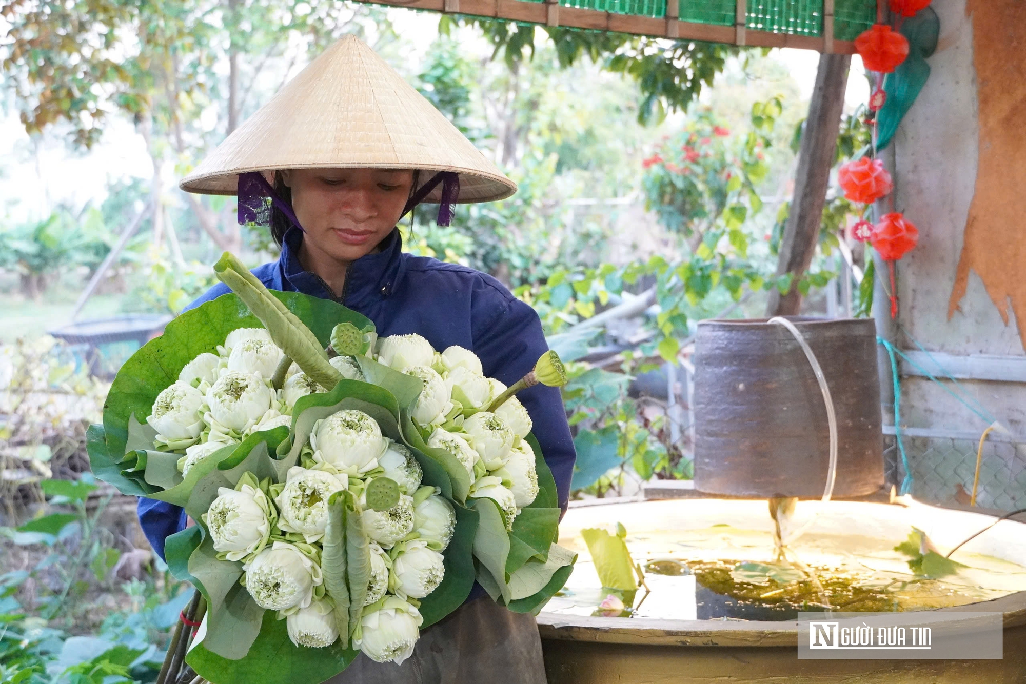 Trồng c&acirc;y &ldquo;nở l&agrave; h&aacute;i ra tiền&rdquo;, cặp vợ chồng ở Nghệ An thu tiền triệu mỗi ng&agrave;y- Ảnh 6.