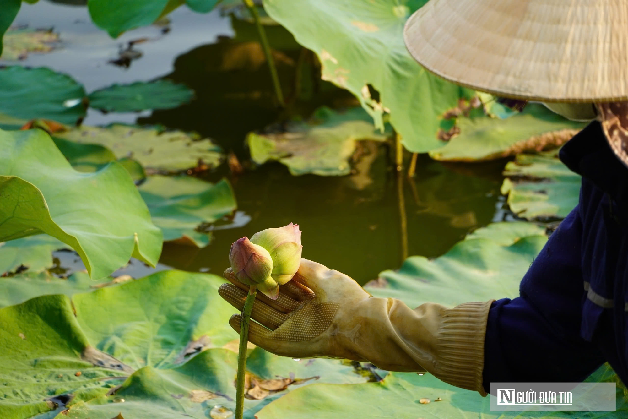 Trồng c&acirc;y &ldquo;nở l&agrave; h&aacute;i ra tiền&rdquo;, cặp vợ chồng ở Nghệ An thu tiền triệu mỗi ng&agrave;y- Ảnh 7.