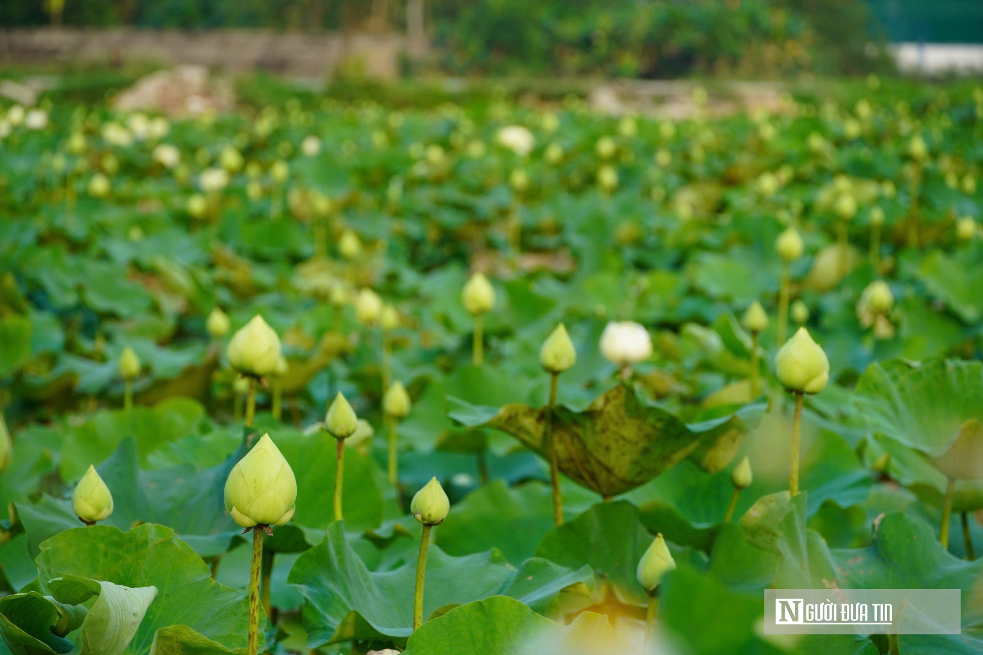 Trồng c&acirc;y &ldquo;nở l&agrave; h&aacute;i ra tiền&rdquo;, cặp vợ chồng ở Nghệ An thu tiền triệu mỗi ng&agrave;y- Ảnh 13.