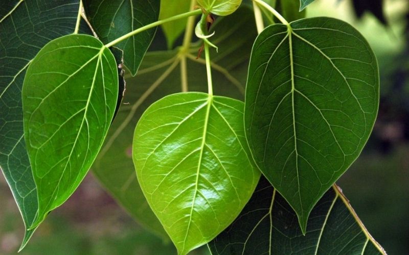 Đừng trồng trước nh&agrave; 4 loại c&acirc;y n&agrave;y: Dễ 'tụ kh&iacute; xấu', chặn t&agrave;i lộc - Ảnh 1.