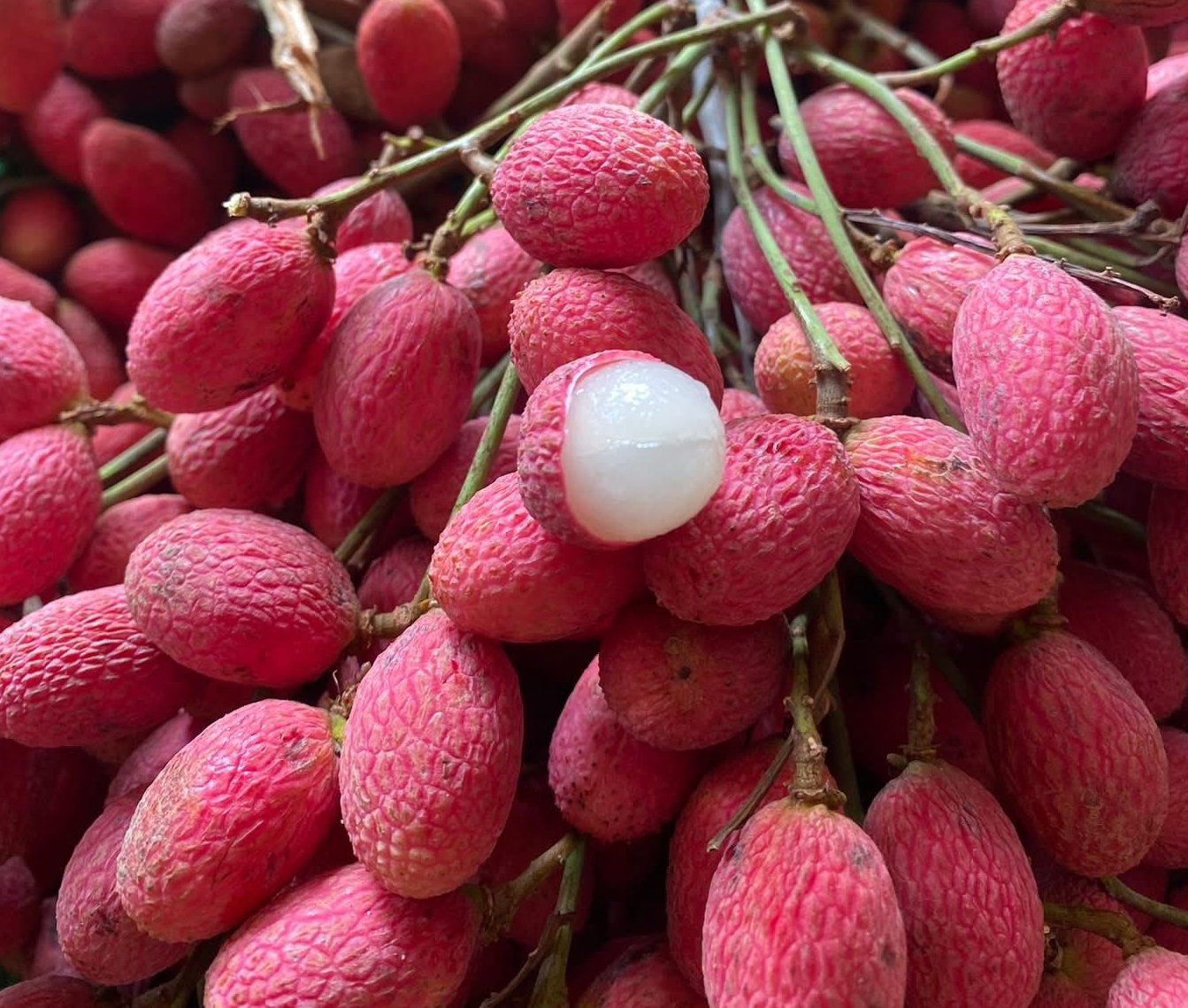 Thứ quả &lsquo;ch&iacute;n đỏ rừng&rsquo; từng kh&ocirc;ng ai h&aacute;i: Nay bỗng th&agrave;nh đặc sản &lsquo;nh&agrave; gi&agrave;u&rsquo;, gi&aacute; 125.000 đồng/kg vẫn kh&oacute; mua  - Ảnh 2.