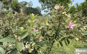 Trồng c&acirc;y &ldquo;nở l&agrave; h&aacute;i ra tiền&rdquo;, cặp vợ chồng ở Nghệ An thu tiền triệu mỗi ng&agrave;y- Ảnh 12.