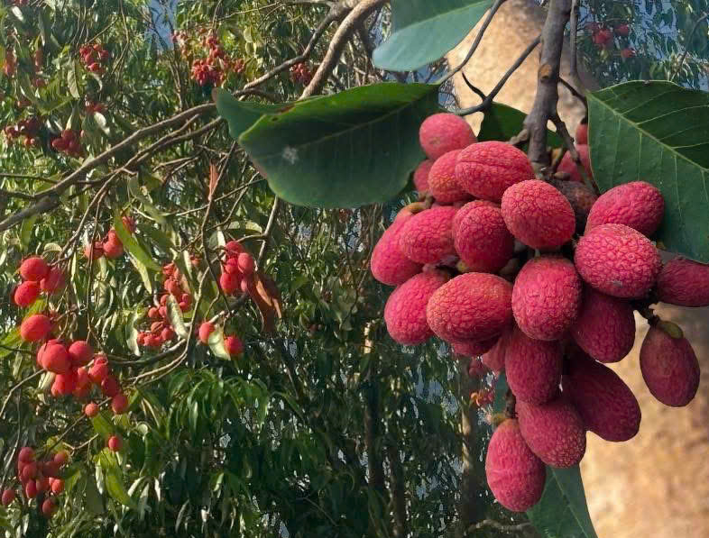 Thứ quả &lsquo;ch&iacute;n đỏ rừng&rsquo; từng kh&ocirc;ng ai h&aacute;i: Nay bỗng th&agrave;nh đặc sản &lsquo;nh&agrave; gi&agrave;u&rsquo;, gi&aacute; 125.000 đồng/kg vẫn kh&oacute; mua  - Ảnh 1.