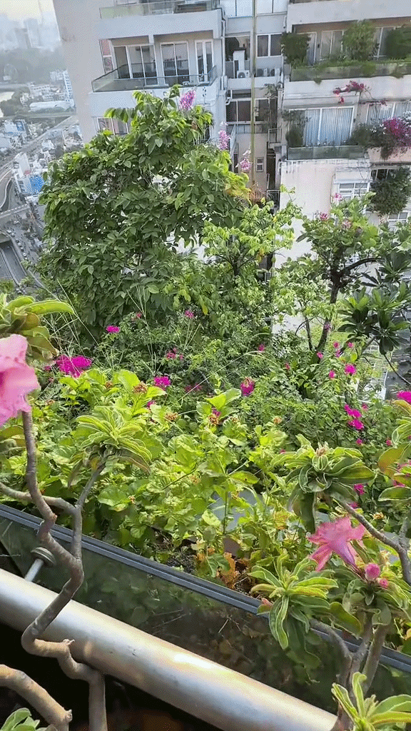 Khu vườn tr&ecirc;n penthouse tầng 36, ngắm trọn Landmark 81: "Ph&uacute; b&agrave;" thu đẫm tr&aacute;i ngọt hoa thơm- Ảnh 13.