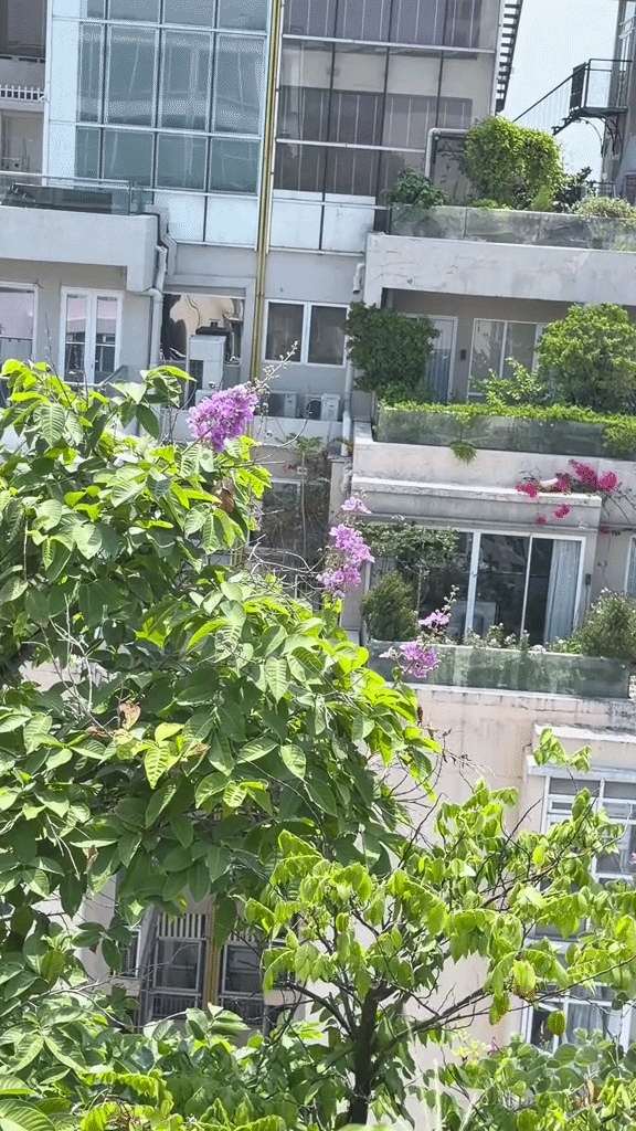 Khu vườn tr&ecirc;n penthouse tầng 36, ngắm trọn Landmark 81: "Ph&uacute; b&agrave;" thu đẫm tr&aacute;i ngọt hoa thơm- Ảnh 12.