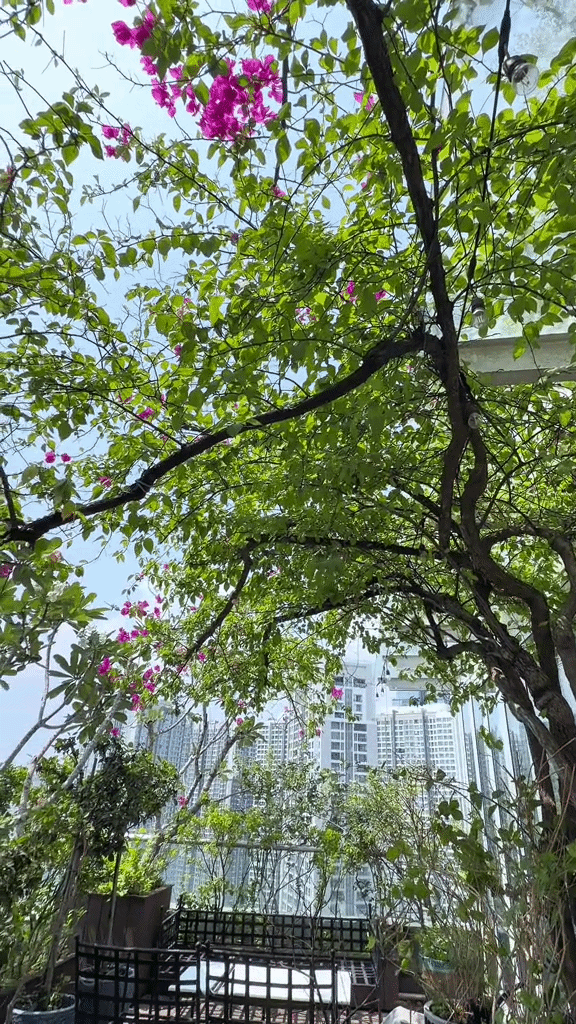 Khu vườn tr&ecirc;n penthouse tầng 36, ngắm trọn Landmark 81: "Ph&uacute; b&agrave;" thu đẫm tr&aacute;i ngọt hoa thơm- Ảnh 11.