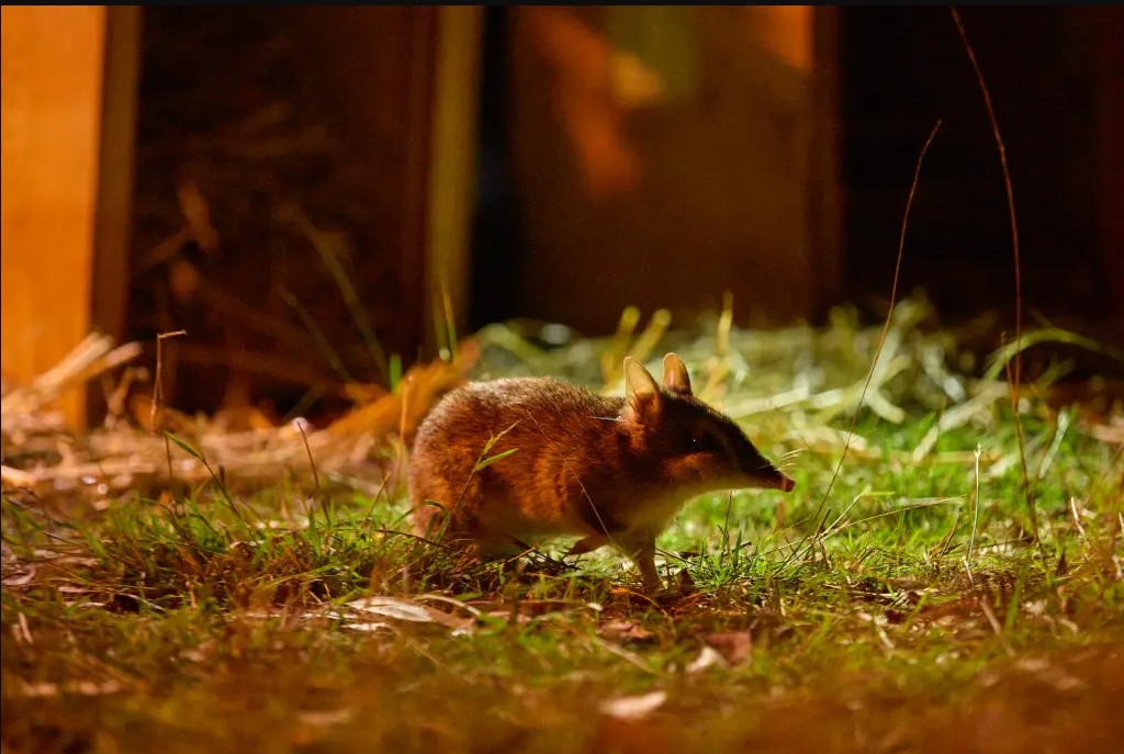 Lo&agrave;i vật từng bị tuy&ecirc;n bố tuyệt chủng bất ngờ "sống lại" sau 30 năm: Khoảng 100 c&aacute; thể đ&atilde; trở về - Ảnh 2.