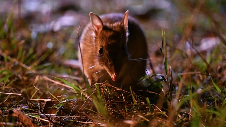 Lo&agrave;i vật từng bị tuy&ecirc;n bố tuyệt chủng bất ngờ "sống lại" sau 30 năm: Khoảng 100 c&aacute; thể đ&atilde; trở về - Ảnh 1.