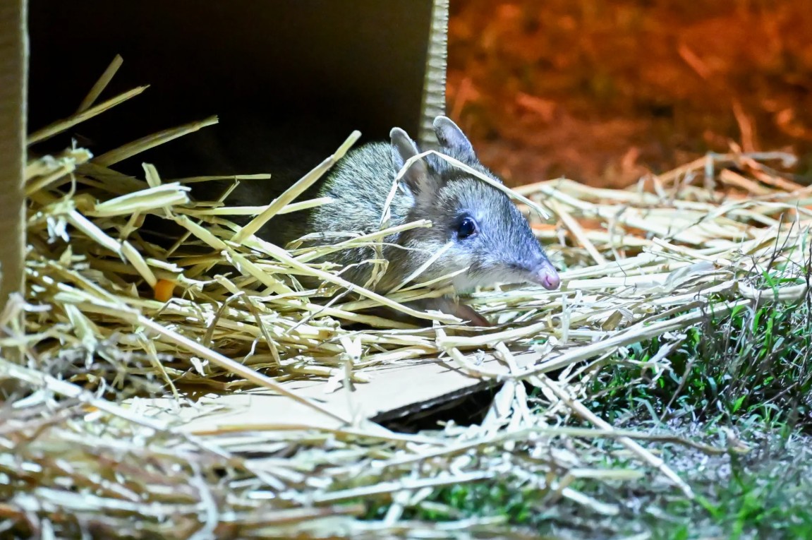 Lo&agrave;i vật từng bị tuy&ecirc;n bố tuyệt chủng bất ngờ "sống lại" sau 30 năm: Khoảng 100 c&aacute; thể đ&atilde; trở về - Ảnh 3.