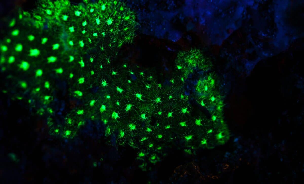 S&acirc;u trong một hang động biển 385 m&eacute;t ở Nhật Bản, một &aacute;nh s&aacute;ng xanh b&iacute; ẩn đ&atilde; h&eacute; lộ điều "chưa từng biết trước đ&acirc;y" - Ảnh 1.