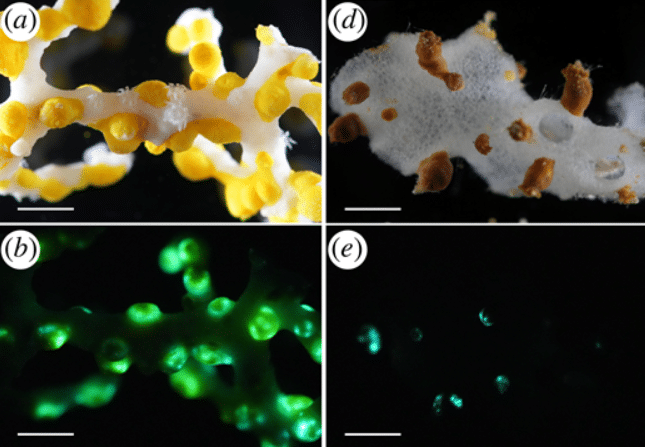 S&acirc;u trong một hang động biển 385 m&eacute;t ở Nhật Bản, một &aacute;nh s&aacute;ng xanh b&iacute; ẩn đ&atilde; h&eacute; lộ điều "chưa từng biết trước đ&acirc;y" - Ảnh 2.