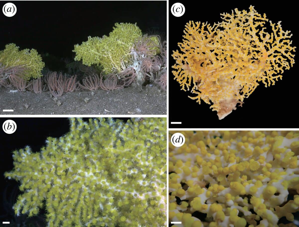S&acirc;u trong một hang động biển 385 m&eacute;t ở Nhật Bản, một &aacute;nh s&aacute;ng xanh b&iacute; ẩn đ&atilde; h&eacute; lộ điều "chưa từng biết trước đ&acirc;y" - Ảnh 3.