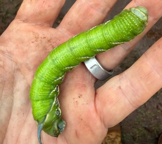 Người đ&agrave;n &ocirc;ng đăng ảnh "con vật lạ" l&ecirc;n Facebook, chuy&ecirc;n gia t&igrave;m đến: Lo&agrave;i n&agrave;y đ&atilde; 'sống lại' sau 17 năm - Ảnh 1.