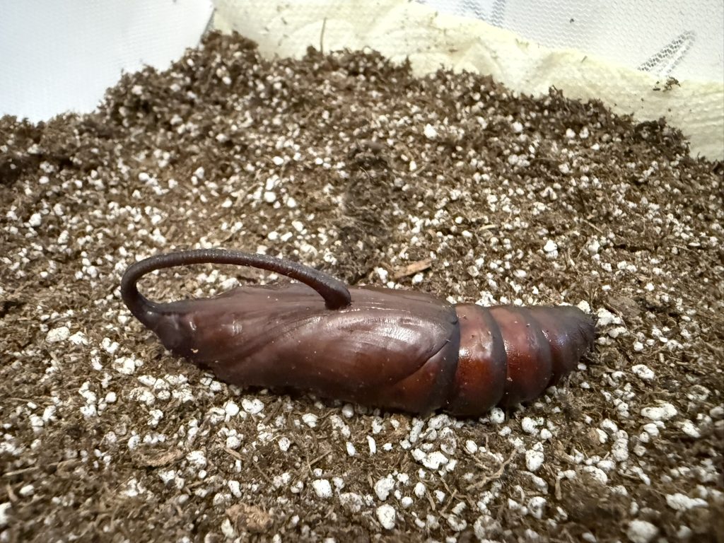 Người đ&agrave;n &ocirc;ng đăng ảnh "con vật lạ" l&ecirc;n Facebook, chuy&ecirc;n gia t&igrave;m đến: Lo&agrave;i n&agrave;y đ&atilde; 'sống lại' sau 17 năm - Ảnh 3.