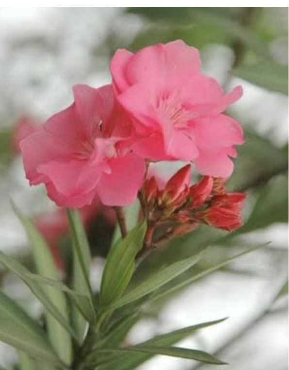 Từ vụ 2 trẻ ngộ độc khi nuốt mủ hoa sứ, lưu &yacute; những c&acirc;y "ngắm th&igrave; đẹp, chạm th&igrave; nguy" trong vườn - Ảnh 2.