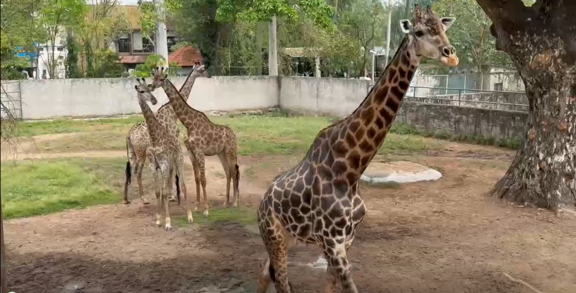 Hươu cao cổ Thảo Em &ldquo;l&ecirc;n xe hoa&rdquo; tại Thảo Cầm Vi&ecirc;n dịp lễ 30-4 - Ảnh 1.