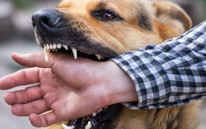 Sự cố thương t&acirc;m: Cụ &ocirc;ng 83 tuổi tử vong do ch&oacute; nu&ocirc;i trong nh&agrave; tấn c&ocirc;ng- Ảnh 3.