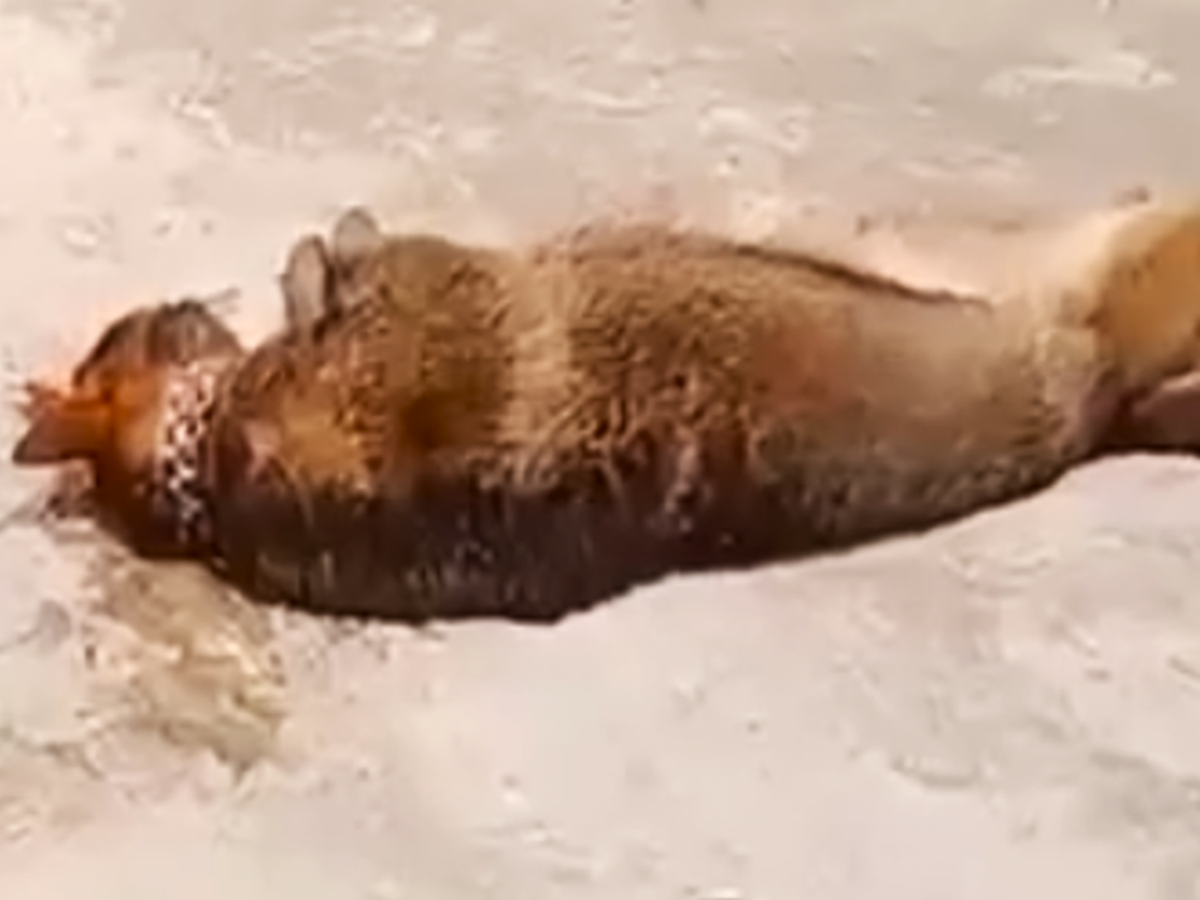 Sự cố thương t&acirc;m: Cụ &ocirc;ng 83 tuổi tử vong do ch&oacute; nu&ocirc;i trong nh&agrave; tấn c&ocirc;ng- Ảnh 2.