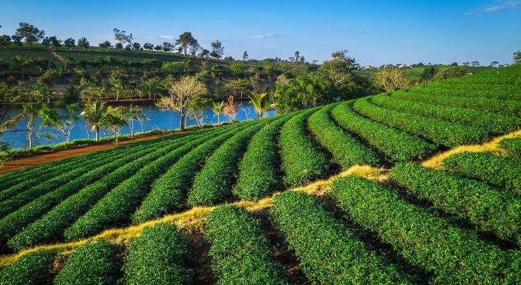 6 h&atilde;ng tr&agrave; &ocirc; long Việt Nam ngon nhất, xịn nhất: Tinh tuyển cao nguy&ecirc;n, uống 1 lần cứ nhớ m&atilde;i- Ảnh 2.