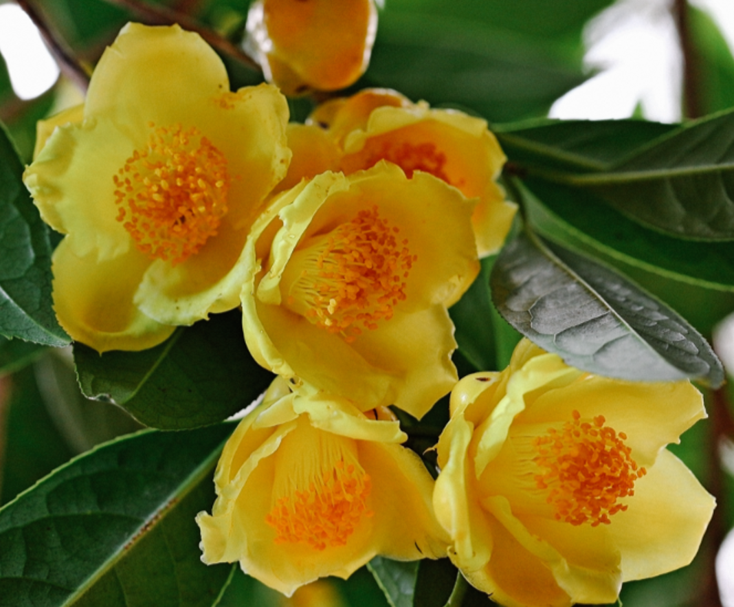 Kh&ocirc;ng phải m&ecirc; t&iacute;n: Trong nh&agrave; c&oacute; 6 lo&agrave;i c&acirc;y n&agrave;y, c&agrave;ng trồng c&agrave;ng may mắn, bảo sao người gi&agrave;u th&iacute;ch m&ecirc;- Ảnh 1.