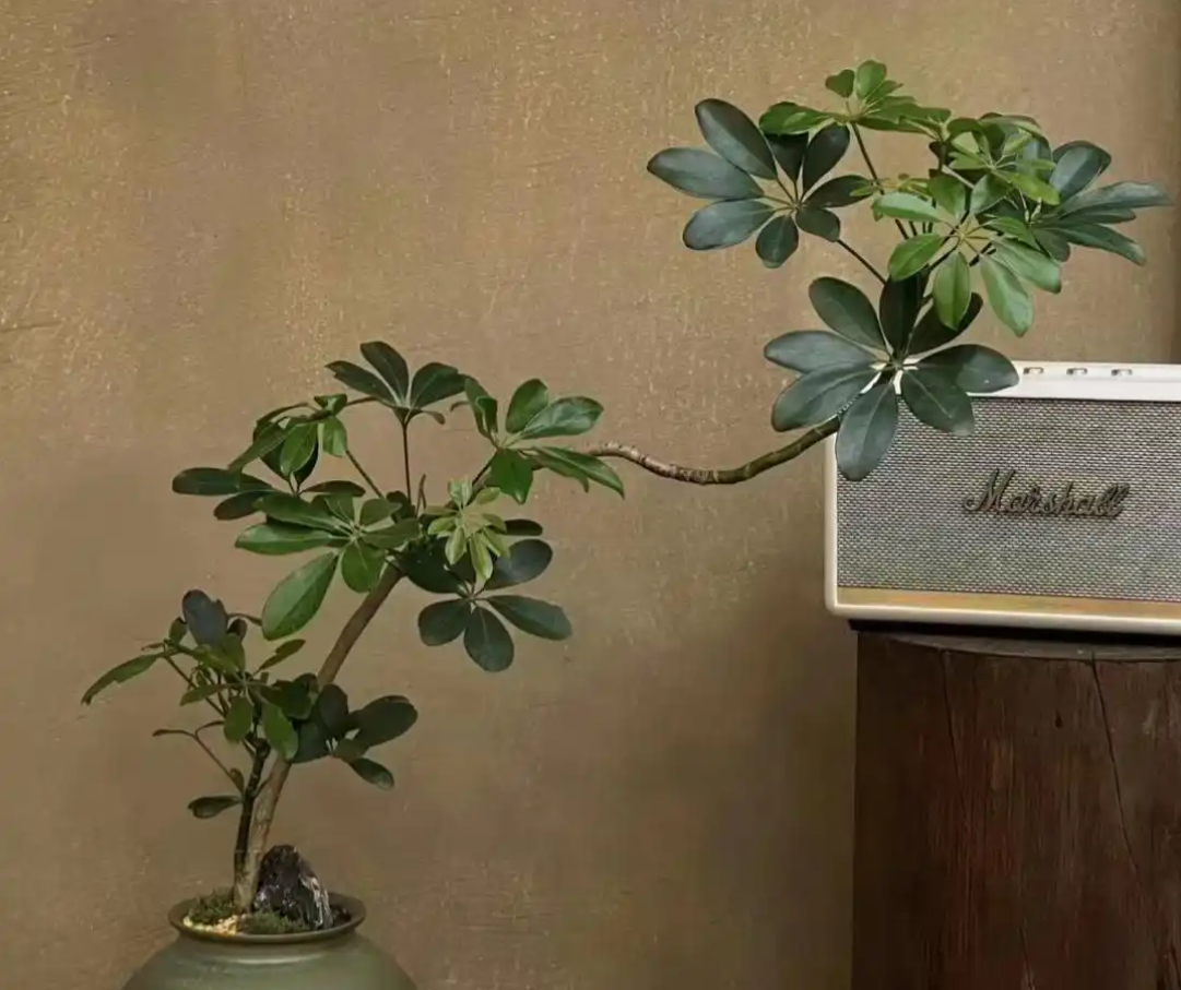 Kh&ocirc;ng phải m&ecirc; t&iacute;n: Trong nh&agrave; c&oacute; 6 lo&agrave;i c&acirc;y n&agrave;y, c&agrave;ng trồng c&agrave;ng may mắn, bảo sao người gi&agrave;u th&iacute;ch m&ecirc;- Ảnh 3.