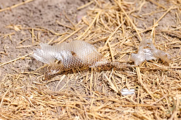 C&aacute;ch nhận biết hang rắn trong s&acirc;n nh&agrave; v&agrave; những g&igrave; phải l&agrave;m sau đ&oacute;- Ảnh 2.