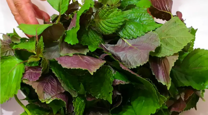 3 nh&oacute;m người kh&ocirc;ng n&ecirc;n ăn nhiều l&aacute; t&iacute;a t&ocirc;- Ảnh 1.