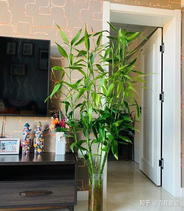 Kh&ocirc;ng phải m&ecirc; t&iacute;n: Trong nh&agrave; c&oacute; 6 lo&agrave;i c&acirc;y n&agrave;y, c&agrave;ng trồng c&agrave;ng may mắn, bảo sao người gi&agrave;u th&iacute;ch m&ecirc;- Ảnh 2.