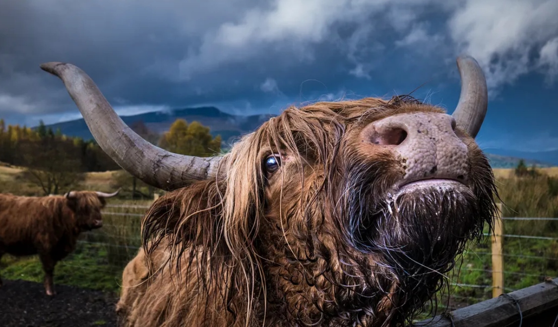 Giải m&atilde; b&iacute; ẩn nguy&ecirc;n do lo&agrave;i b&ograve; chỉ ăn cỏ nhưng vẫn ph&aacute;t triển h&agrave;ng trăm c&acirc;n thịt cơ bắp- Ảnh 3.