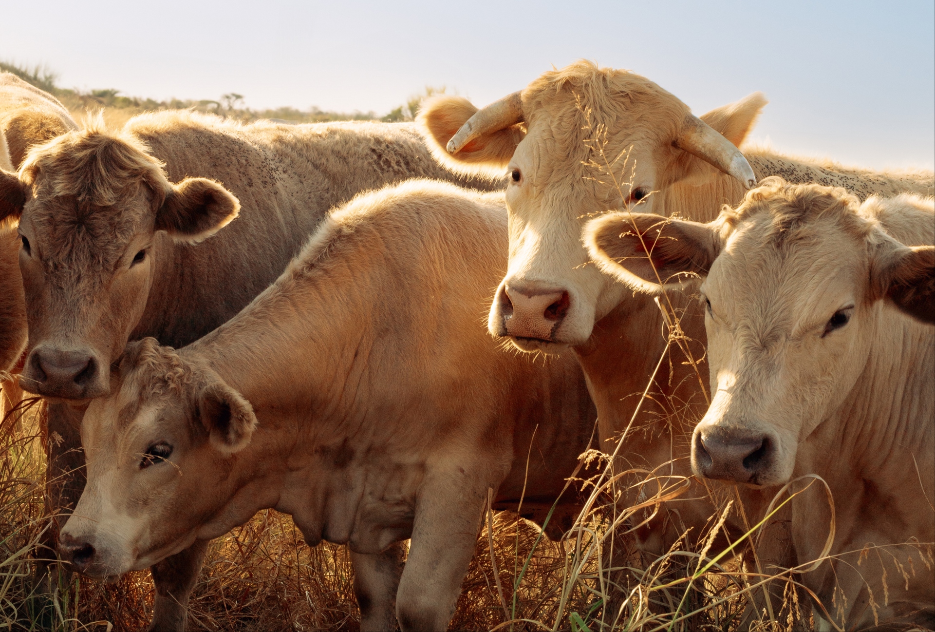 Giải m&atilde; b&iacute; ẩn nguy&ecirc;n do lo&agrave;i b&ograve; chỉ ăn cỏ nhưng vẫn ph&aacute;t triển h&agrave;ng trăm c&acirc;n thịt cơ bắp- Ảnh 2.