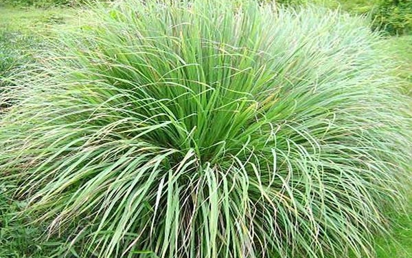 4 lời khuy&ecirc;n d&agrave;nh cho những gia đ&igrave;nh trồng c&acirc;y thiết mộc lan - Ảnh 1.