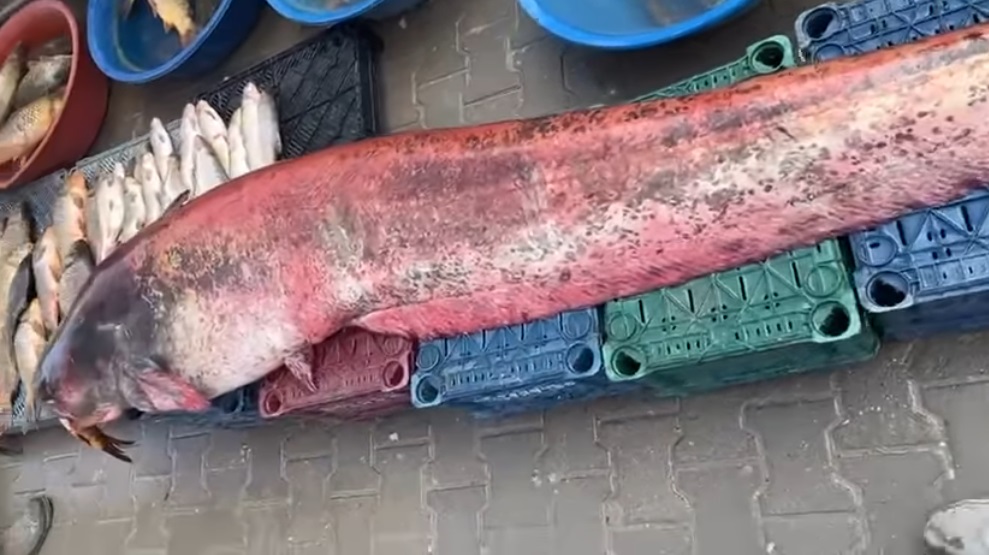 Ngư d&acirc;n bắt được con c&aacute; tr&ecirc; khổng lồ d&agrave;i 2,5 m&eacute;t, nặng 150 kg - Ảnh 1.