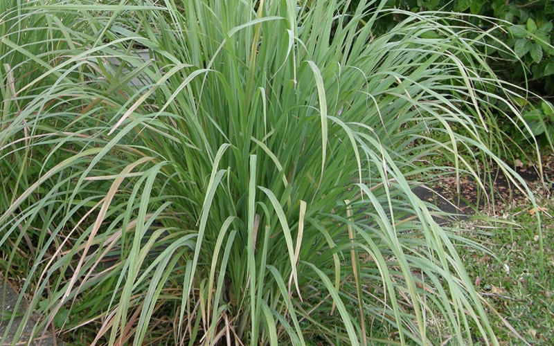 Lời khuy&ecirc;n đến những gia đ&igrave;nh đang trồng sả- Ảnh 2.