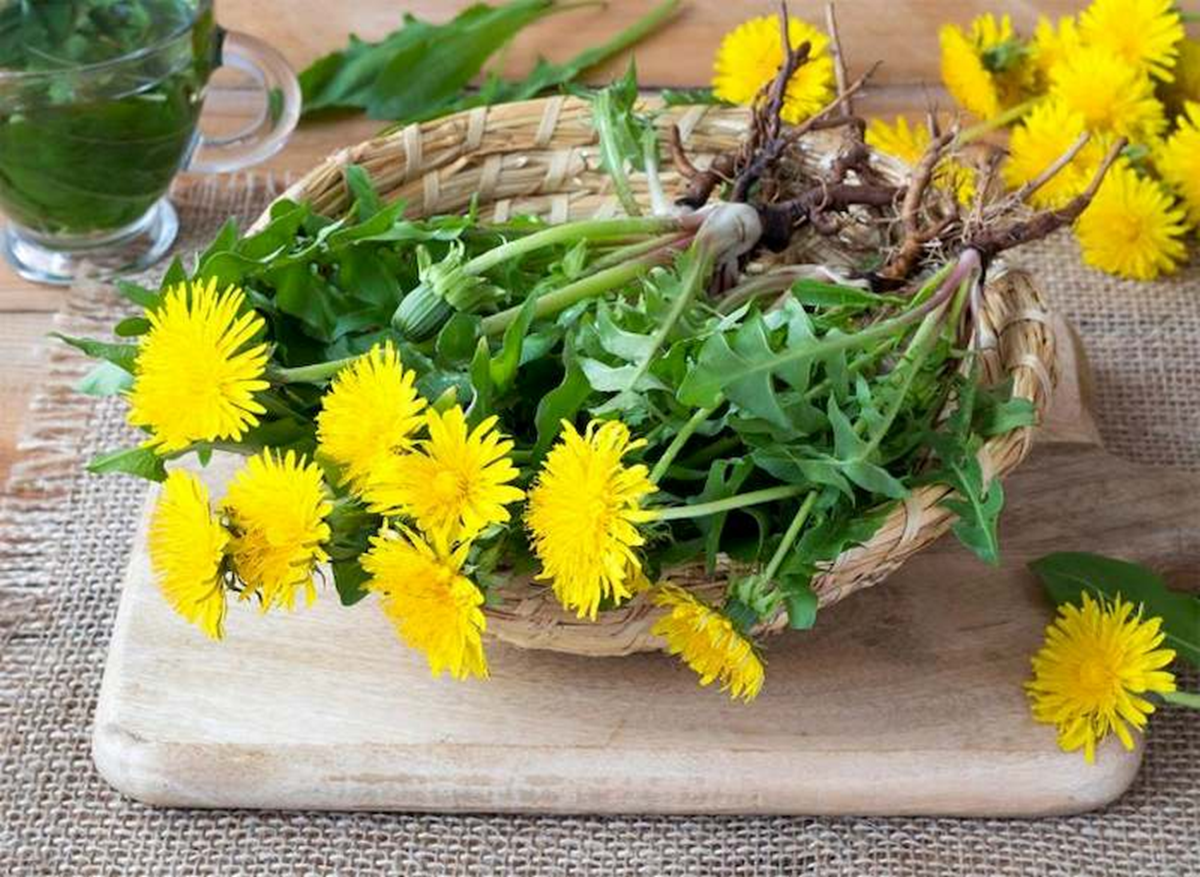 Lo&agrave;i c&acirc;y quen thuộc mọc đầy vườn ở Việt Nam: Tưởng v&ocirc; dụng nhưng lại l&agrave; &ldquo;thần dược&rdquo; qu&yacute; - Ảnh 3.