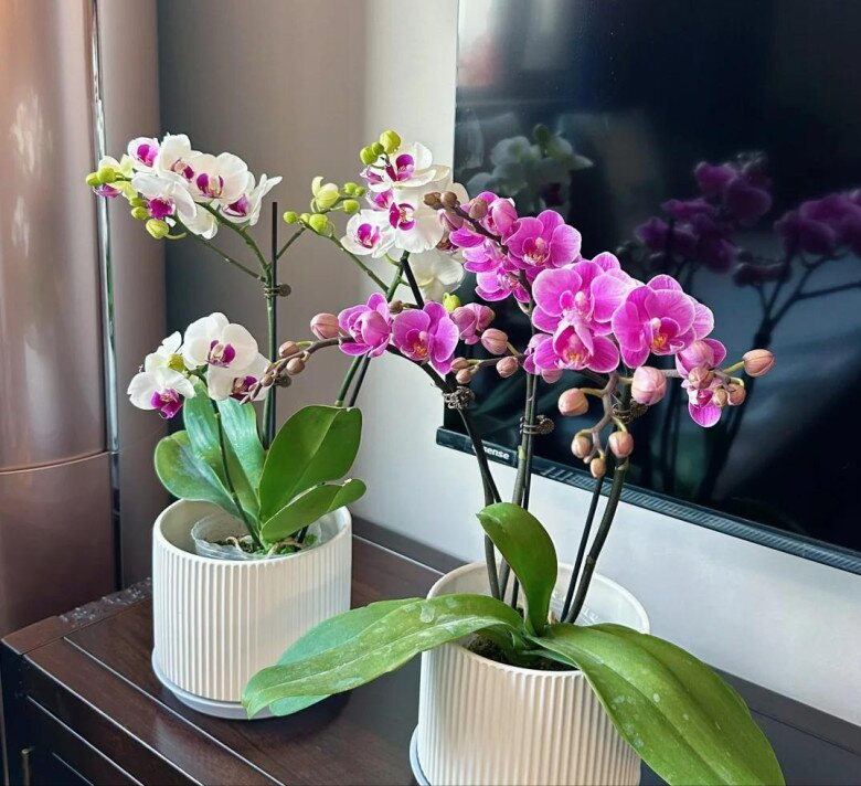 Lời khuy&ecirc;n d&agrave;nh cho những gia đ&igrave;nh đang trồng lan hồ điệp- Ảnh 1.