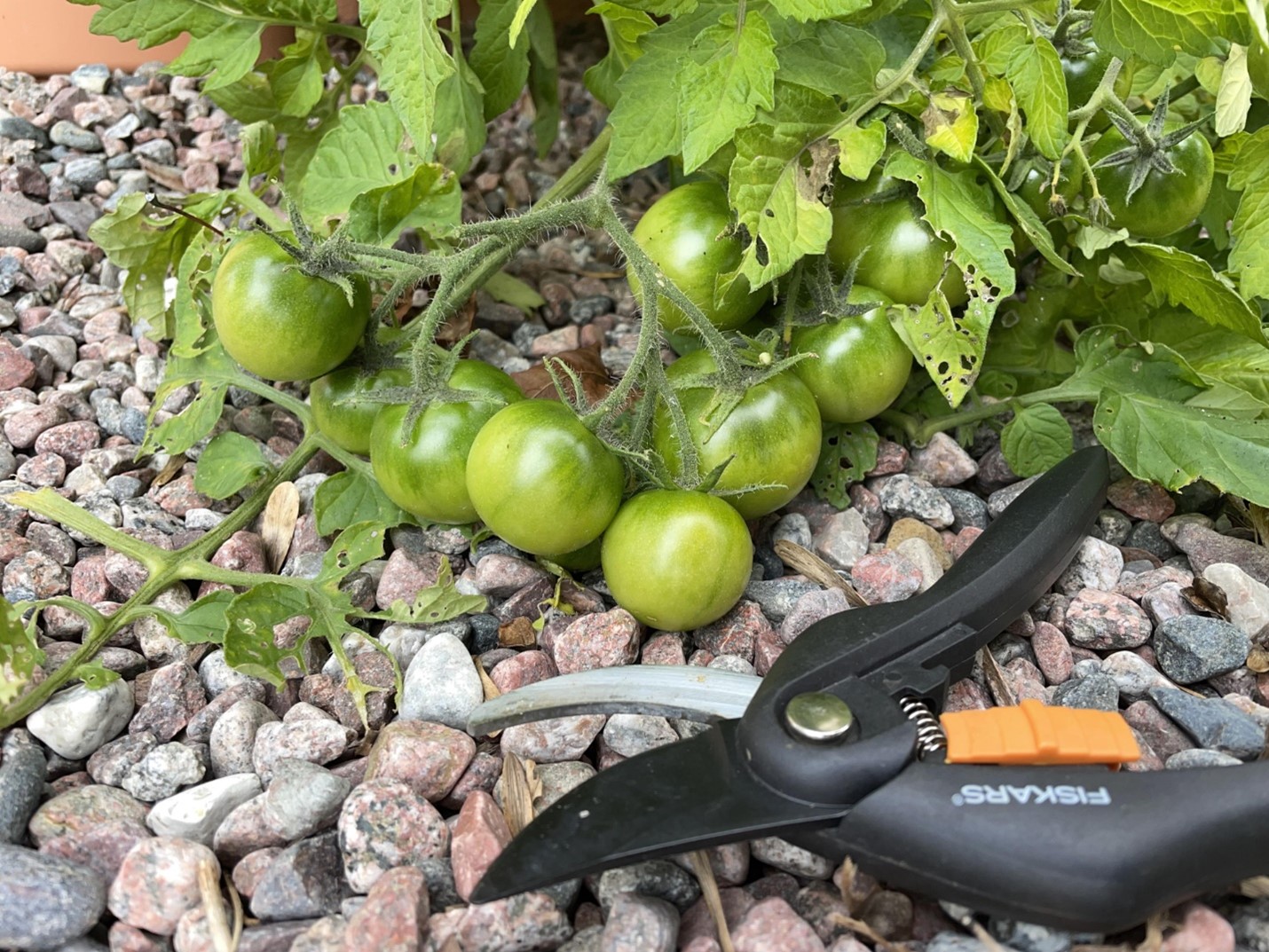 Loại quả ở Việt Nam gi&aacute; rẻ, xếp số 1 về dinh dưỡng của CDC Hoa Kỳ, c&oacute; nhiều lợi &iacute;ch cho sức khỏe - Ảnh 5.