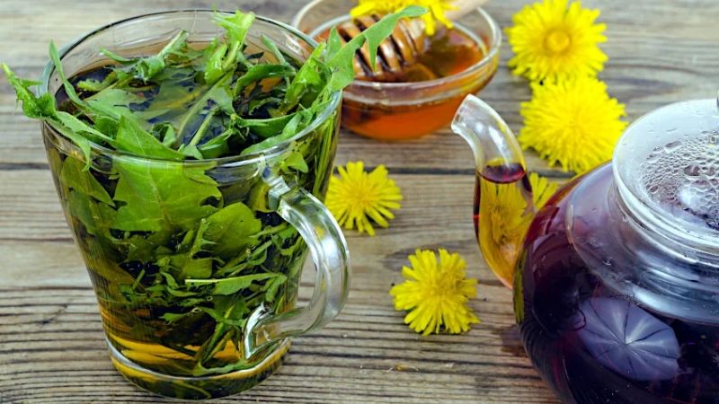 Lo&agrave;i c&acirc;y quen thuộc mọc đầy vườn ở Việt Nam: Tưởng v&ocirc; dụng nhưng lại l&agrave; &ldquo;thần dược&rdquo; qu&yacute; - Ảnh 1.