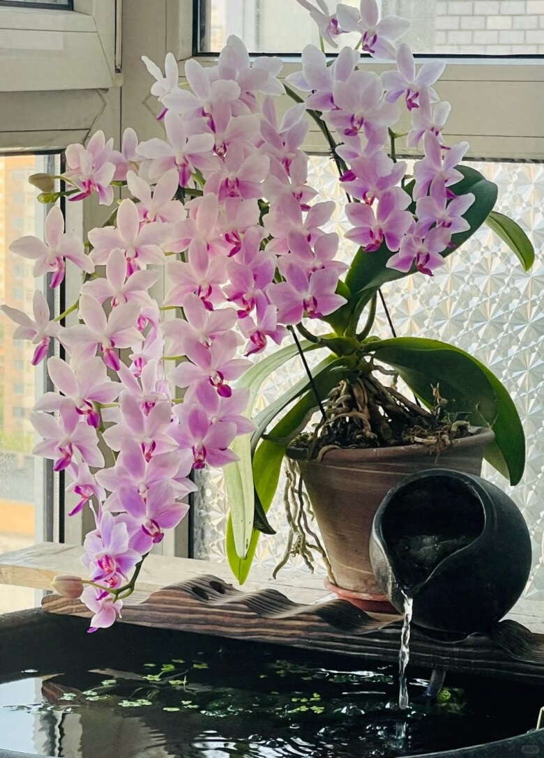 Lời khuy&ecirc;n d&agrave;nh cho những gia đ&igrave;nh đang trồng lan hồ điệp- Ảnh 2.