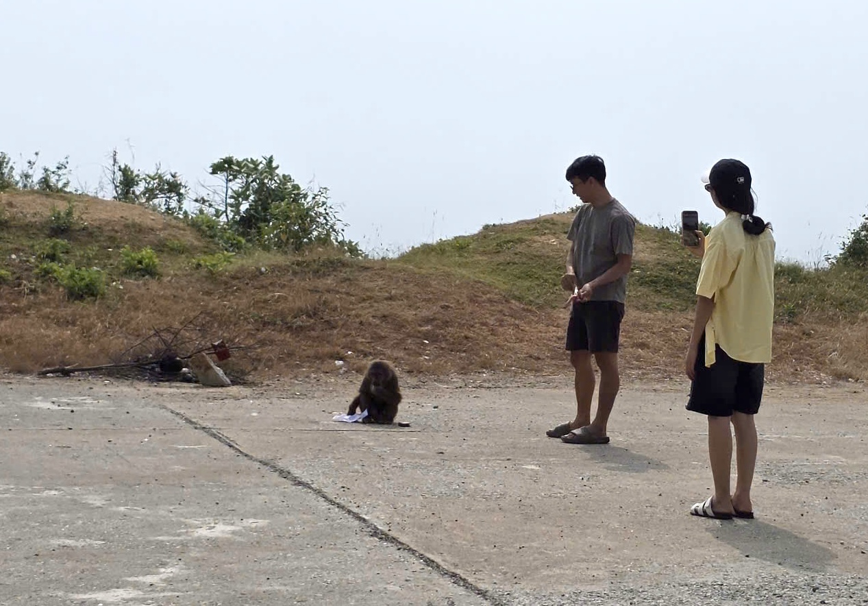Nhiều du kh&aacute;ch bị khỉ cắn tại B&atilde;i biển Đắk Lắk , cảnh b&aacute;o an to&agrave;n du lịch - Ảnh 1.